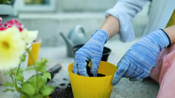 Woman planting petunia surfinia flowers pot, gardening concept