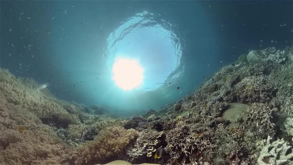 The Underwater World of a Coral Reef