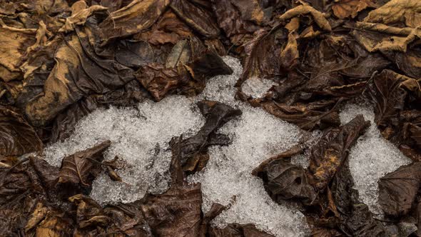 Melting Snow on Ground with Tree Leaves in Spring Forest