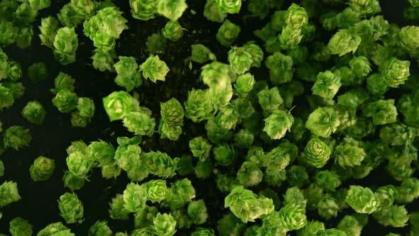 Super Slow Motion Shot of Fresh Green Hops Flying Towards Camera at 1000 Fps