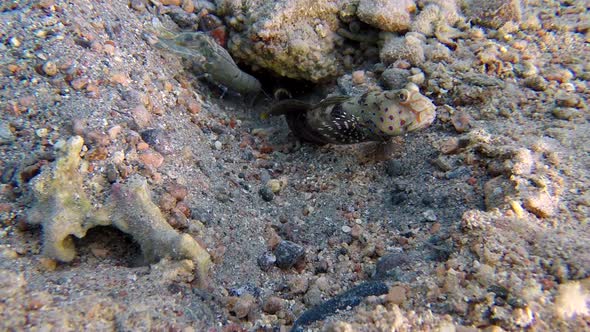 Underwater Colorful Goby Fish with Shrimp