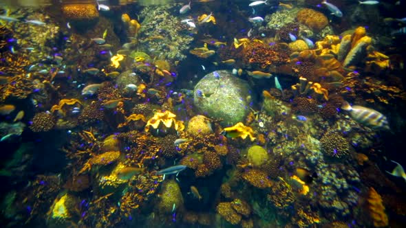 Osaka aquarium tropical fish