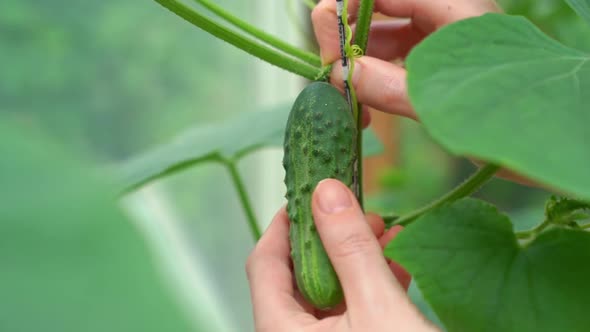 Hand Plucks Young Little Cucumbers on the Bushes in the Greenhouse