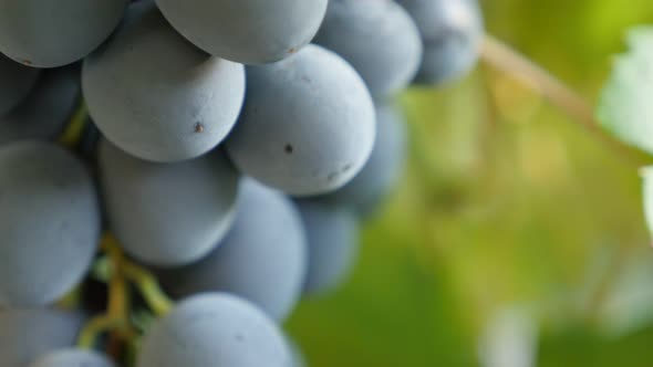 Grapes on vine close-up Moldova type slow tilting 4K 3840X2160 30fps UltraHD footage - Slow tilt on 