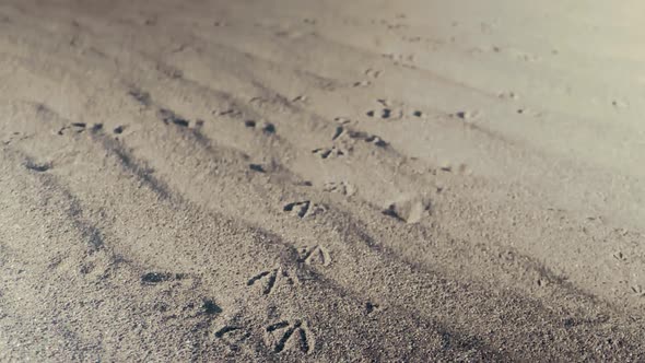 Footprints of heron left in sand leading to fresh water river