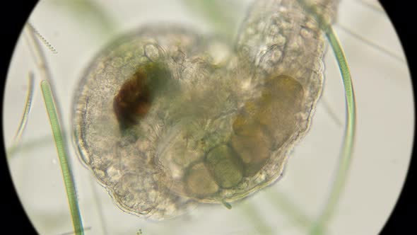 Mating of Two Silent Tardigrada