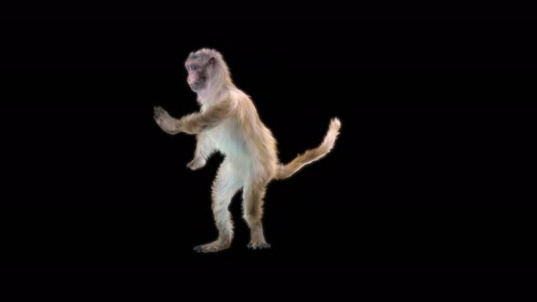 Monkey Dance 4K alt