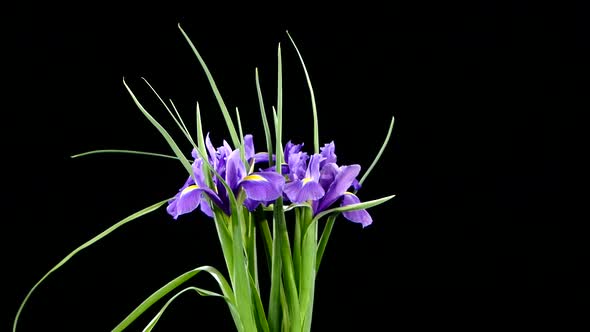 Beautiful Iris Flowers on Black, Rotation