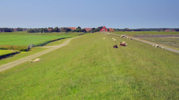 Dutch sea dike levee Wadden Sea sheep ZOOM OUT