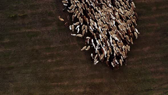 Top View of Grazing Sheep Flock on Autumn Pasture