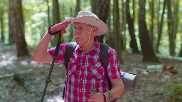 Senior Elderly Tourist Grandfather Training Nordic Walking with Ski Trekking Poles Hiking in Wood