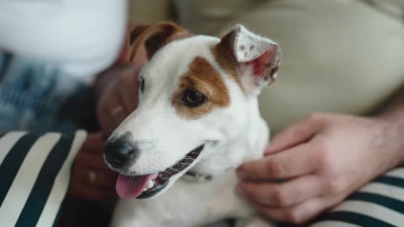 Domestic Dog Next to Their Owners