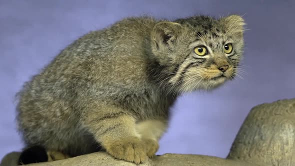 Pallas Cat watching something move in the distance