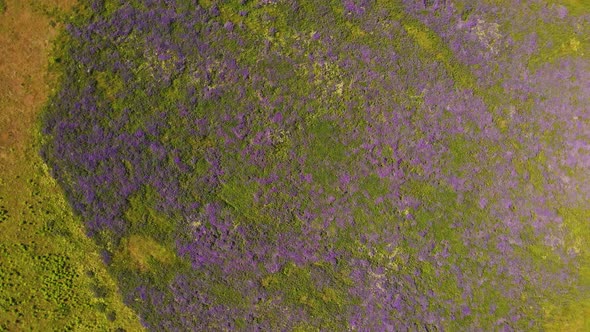 Top View of Purple Flowers and Green Grass on a Wide Field