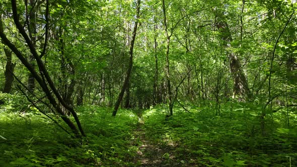 Beautiful Green Forest on a Summer Day Slow Motion