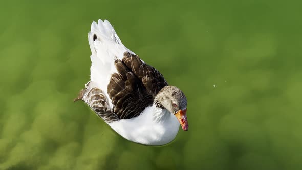 Animal Greylag Goose In Lake 8