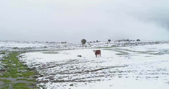 Aerial view of cattle in a field with snow, Sefat, Upper Galilee, Israel.