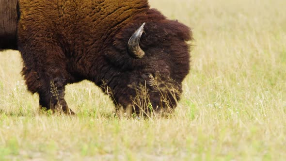 Wild Bison in the Meadow Portrait of American Bison Protection of Nature Concept