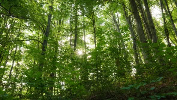 Green Forest Nature Background. Forest in the Mountains. Sun Rays Break Through the Foliage of