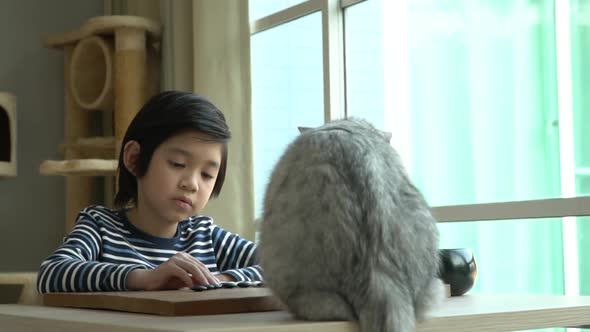 Cute Asian Child Playing Chinese Go Game With Cute Cat