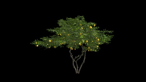 Lemon Tree