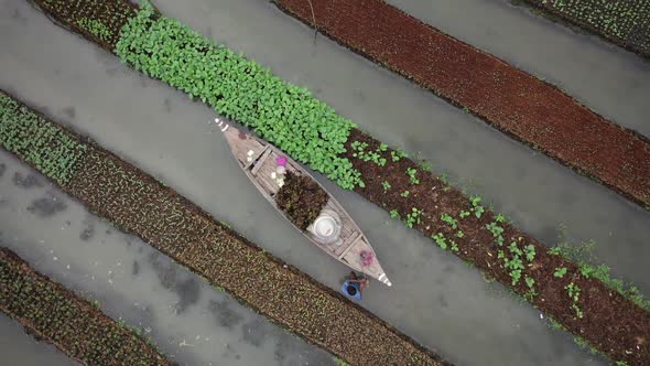 Aerial view of farmers doing the harvest in Banaripara, Barisal, Bangladesh.