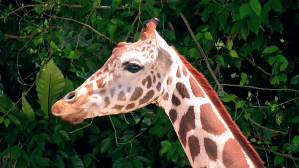 Head of giraffe chewing leaves. Large African animal