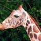 Head of giraffe chewing leaves. Large African animal - VideoHive Item for Sale