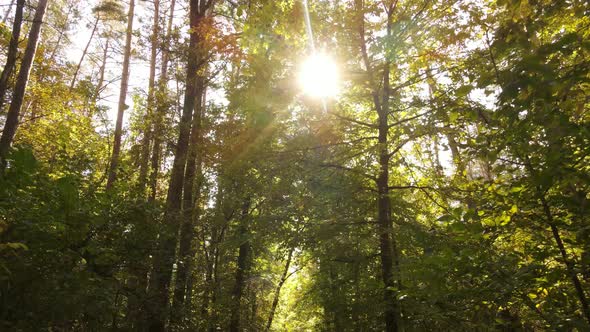 Forest Beautiful Landscape in an Autumn Day