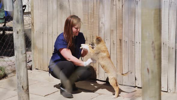 Dog in a shelter with volunteer