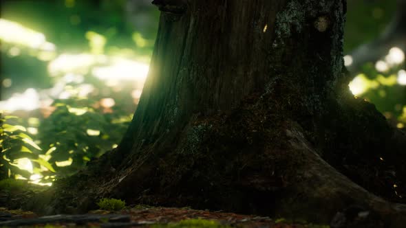 Sunlight Rays Pour Through Leaves in a Rainforest