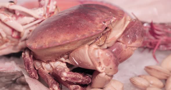 Live Crabs Move On Top Of The Ice. slow motion