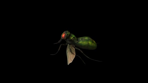 Green Fly Top View