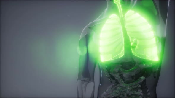 Human Lungs Radiology Exam