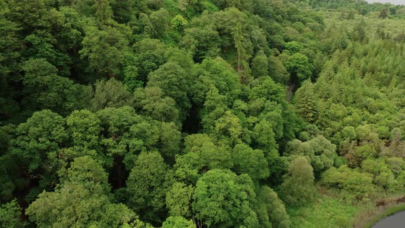 Cinematic drone shot flying over Irish mountain and pine tree forest.