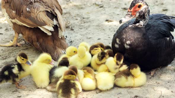 Domestic Duck Family. Stock of Muscovy ducklings with mother.