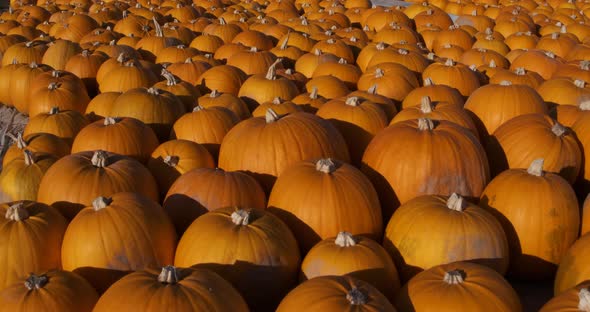 Pumpkins In Field Closeup Slow Motion