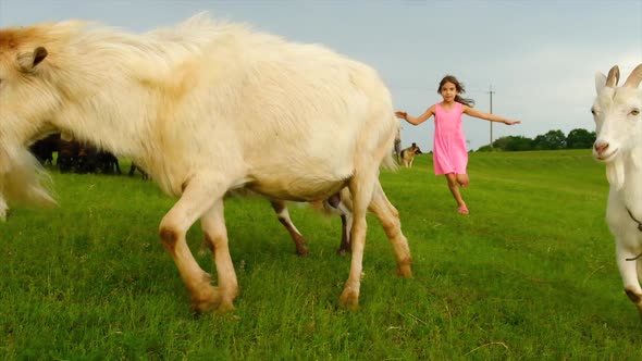 A Child Girl Feeds a Goat with Grass