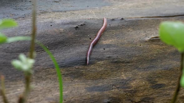 Earthworm in the Forest on a Tree Log. Long Worm Wriggles and Crawls.