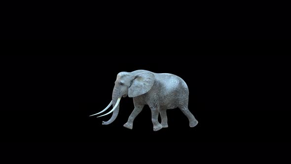 4K Elephant Walk alt