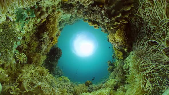 Coral Reef and Tropical Fish Underwater