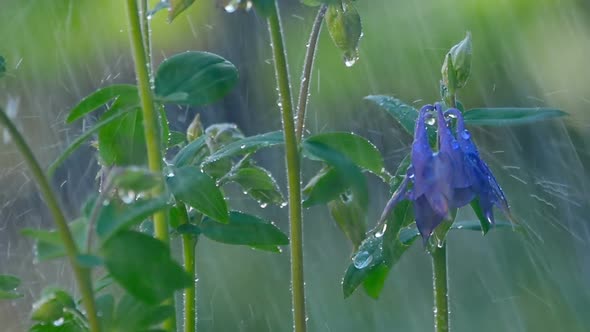 Blue Columbine Flower Under Rain