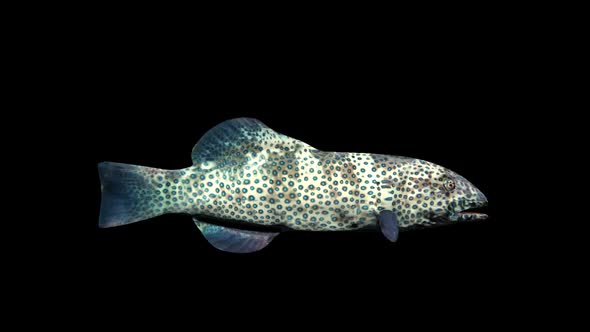 Coral Grouper Fish - Plectropomus Pessuliferus