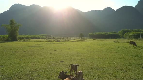 Flycam Films Buffaloes Lying Amidst Boundless Green Valley