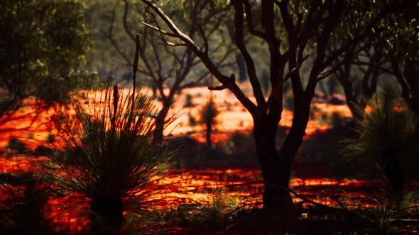 Red Sand Bush with Trees alt