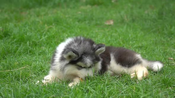 Cute Siberian Husky Puppy Lying And Eating On Green Grass