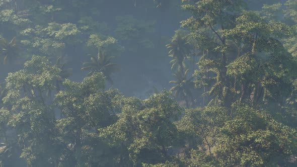 Fog Covered Jungle Rainforest Landscape