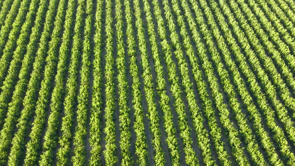 Aerial orbit of waru waru tangerine plantations in a green farm field on a sunny day