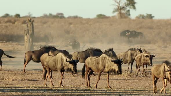 Blue Wildebeest In A Dry Riverbed - Kalahari Desert