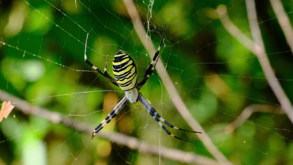 Large Spider Closeup on a Web Against a Background of Green Nature in Forest